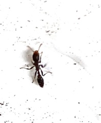 Pseudomyrmex cubaensis
