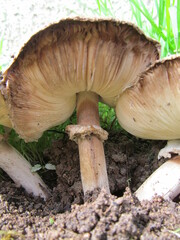 Macrolepiota