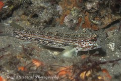 Istigobius hoesei