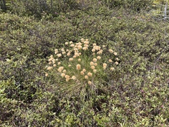 Eriophorum chamissonis