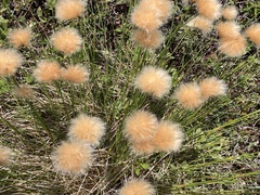 Eriophorum chamissonis