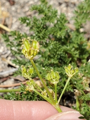 Cymopterus terebinthinus californicus