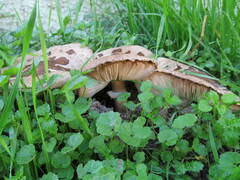 Macrolepiota