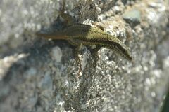 Podarcis muralis