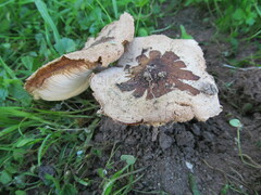Macrolepiota