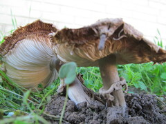 Macrolepiota
