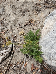 Cymopterus terebinthinus californicus