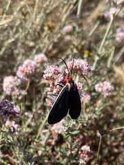 Ctenucha multifaria