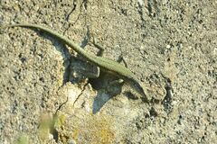 Podarcis muralis