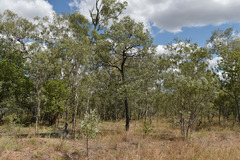Melaleuca nervosa
