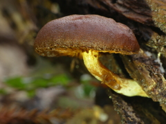 Hypholoma brunneum
