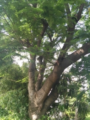 Delonix regia