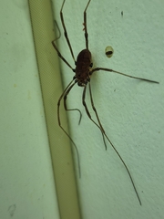 Hadrobunus maculosus