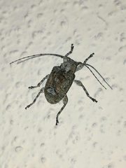 Leptostylus