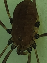 Hadrobunus maculosus