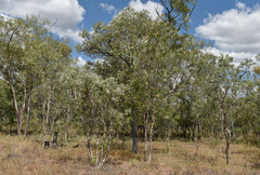 Melaleuca viridiflora attenuata
