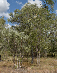 Melaleuca viridiflora attenuata