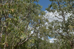 Melaleuca viridiflora attenuata