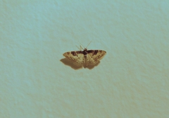 Idaea mustelata