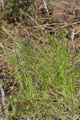Carex vallicola