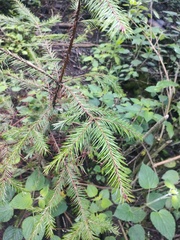 Abies religiosa