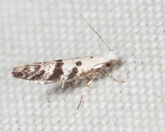 Argyresthia austerella