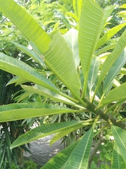 Plumeria rubra