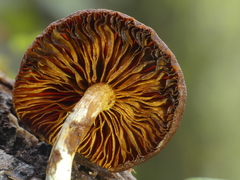 Hypholoma brunneum