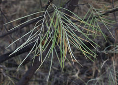 Grevillea pteridifolia