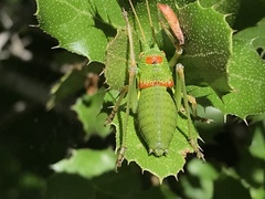 Lluciapomaresius anapaulae