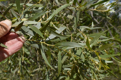Acacia leptostachya
