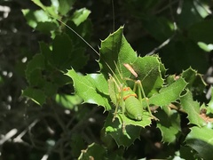 Lluciapomaresius anapaulae