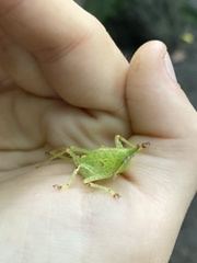 Acantheremus colwelli