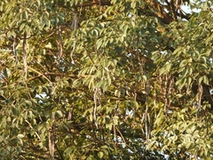 Handroanthus heptaphyllus