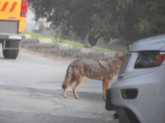 Canis latrans