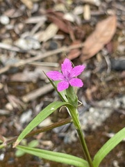 Dianthus armeria