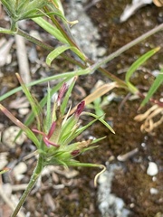 Dianthus armeria