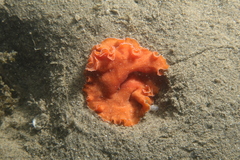 Yungia aurantiaca