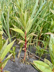 Lysimachia thyrsiflora