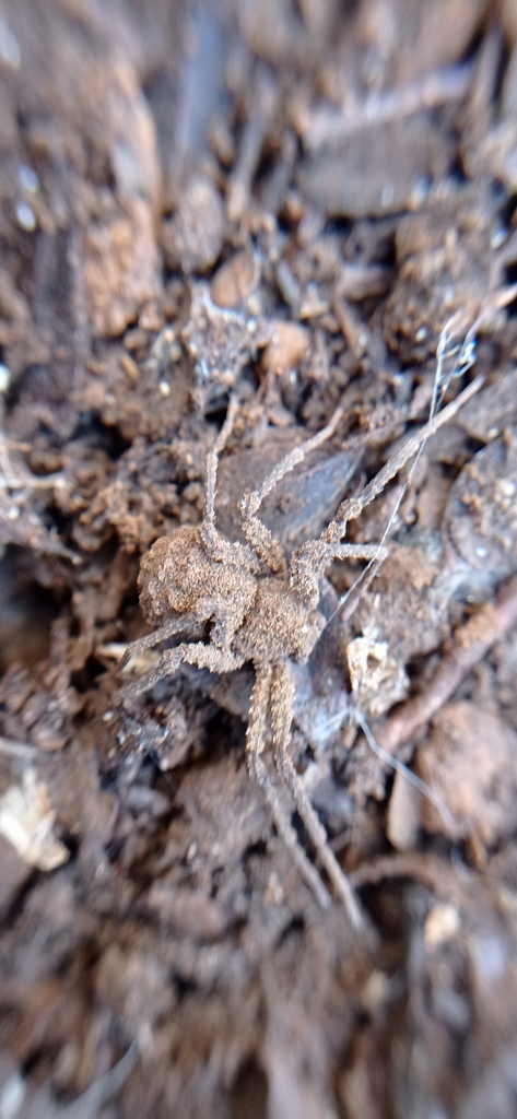 Sicarius fumosus