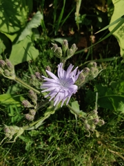 Cicerbita macrophylla