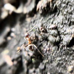 Lasius emarginatus
