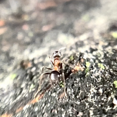 Lasius emarginatus
