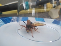 Sphecius