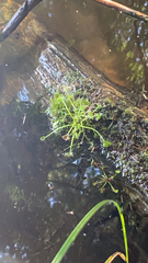 Drosera rotundifolia