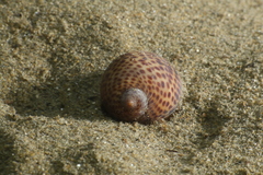 Naticarius stercusmuscarum