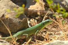 Lacerta trilineata