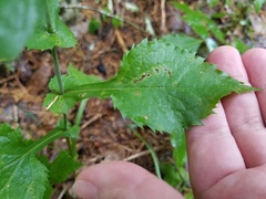 Solidago auriculata