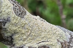 Pertusaria heterochroa