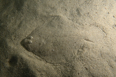 Scophthalmus rhombus